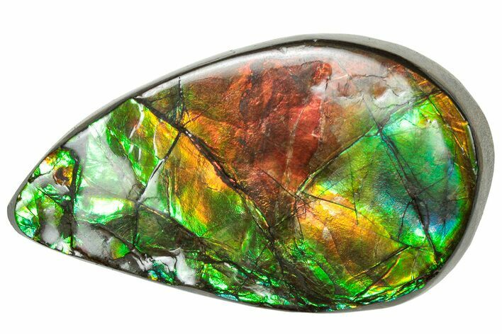 Iridescent Ammolite (Fossil Ammonite Shell) - Rainbow Colored #310312